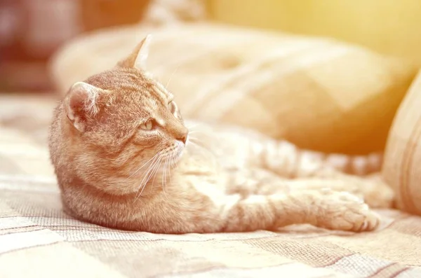 Закрыть грустную и ленивую кошку, дремлющую на диване вечером — стоковое фото