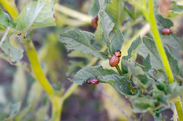 Colorado potato beetle larvae eat leaf of young potato