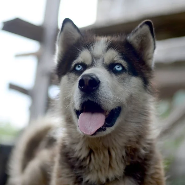 Sarkvidéki Malamute kék szeme szájkosár portré közelről. Ez egy meglehetősen nagy kutya natív típusú — Stock Fotó