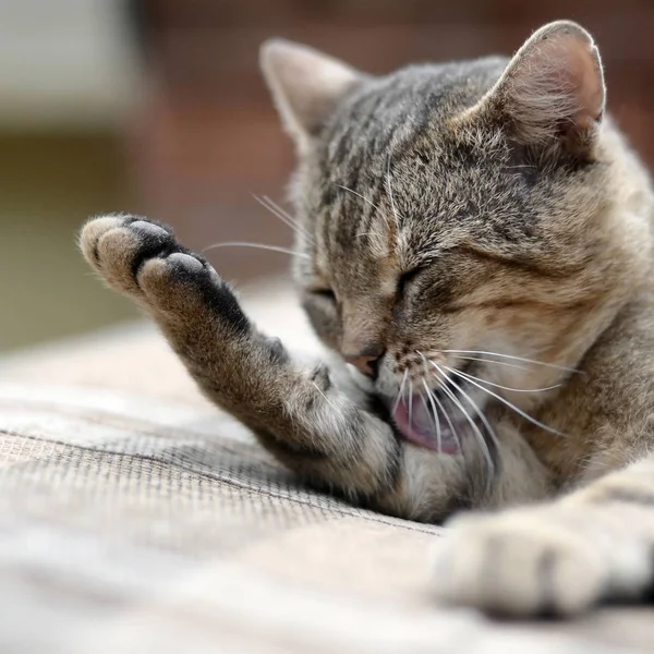 Retrato de gato tabby sentado e lambendo o cabelo ao ar livre e — Fotografia de Stock