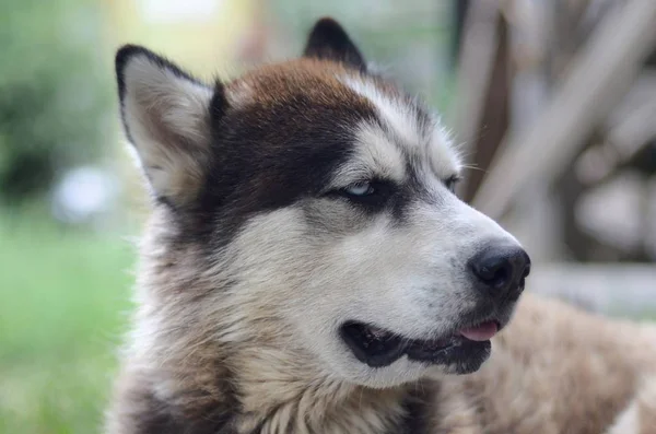 Arctic Malamute com olhos azuis retrato focinho de perto. Este é um tipo nativo de cão bastante grande — Fotografia de Stock