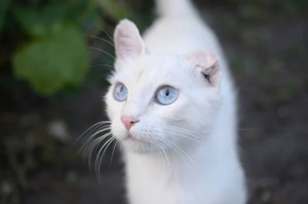Чистый белый кот с бирюзовыми голубыми глазами и розовыми дефектными ушами — стоковое фото