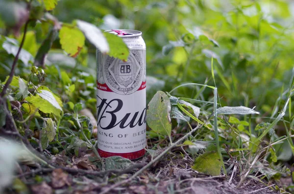 Budweiser Knospe graue Bierdose auf grünem Wildgras abends im Freien — Stockfoto