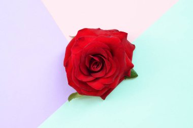 Pastel üzerinde koyu kırmızı gül mavi pembe ve eflatun arka plan görünümü