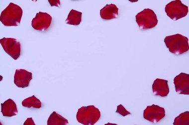 Pastel leylak arka planında koyu kırmızı gül yaprakları. Kopya alanı olan Sevgililer Günü arkaplanı