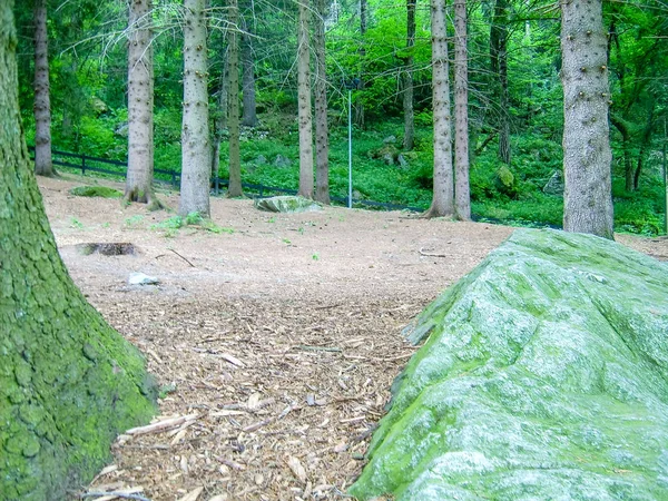 Bos Alpen Monte Gelegen Het Aosta Dal Noord Italië Het — Stockfoto