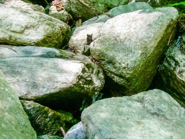 Forêt Dans Les Alpes Vallée Gressoney Est Située Dans Vallée — Photo