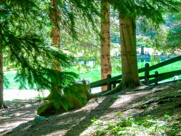 Floresta Nos Alpes Vale Gressoney Está Situado Vale Aosta Norte — Fotografia de Stock