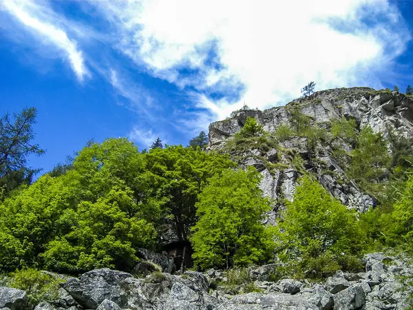 Forêt Dans Les Alpes Vallée Gressoney Est Située Dans Vallée — Photo