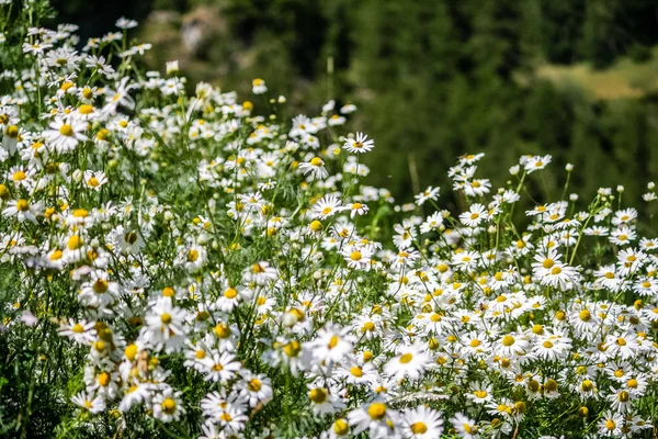 阿尔卑斯山上的花朵 Gressoney 山谷位于意大利北部的奥斯塔山谷 它的标志是赖氨酸河 其来源是蒙罗莎冰川 — 图库照片