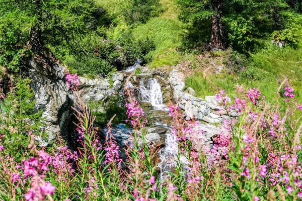 Květiny Alpách Gressoney Údolí Nachází Údolí Aosta Severní Itálii Označena — Stock fotografie
