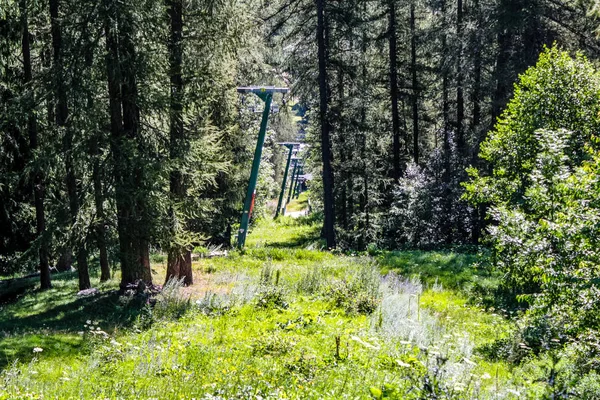 Foresta Nelle Alpi Valle Gressoney Trova Nella Valle Aosta Nell — Foto Stock