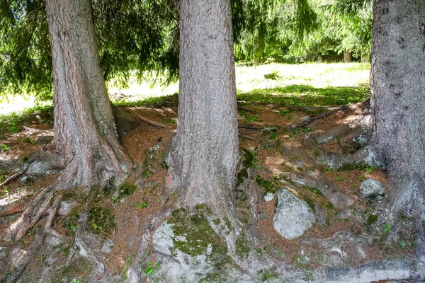 Skog Alperna Gressoney Dalen Ligger Aostadalen Norra Italien Det Präglas — Stockfoto