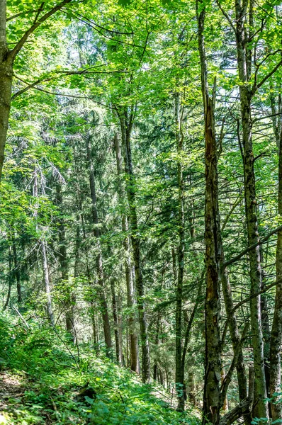 Floresta Nos Alpes Vale Gressoney Está Situado Vale Aosta Norte — Fotografia de Stock