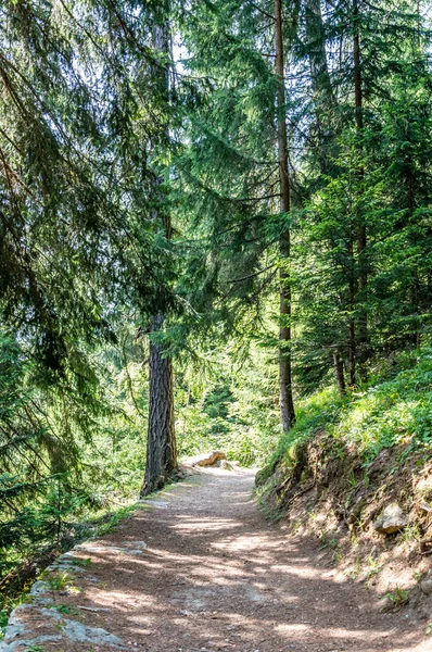 Trilha Trekking Aveia Nos Alpes Vale Gressoney Está Situado Vale — Fotografia de Stock