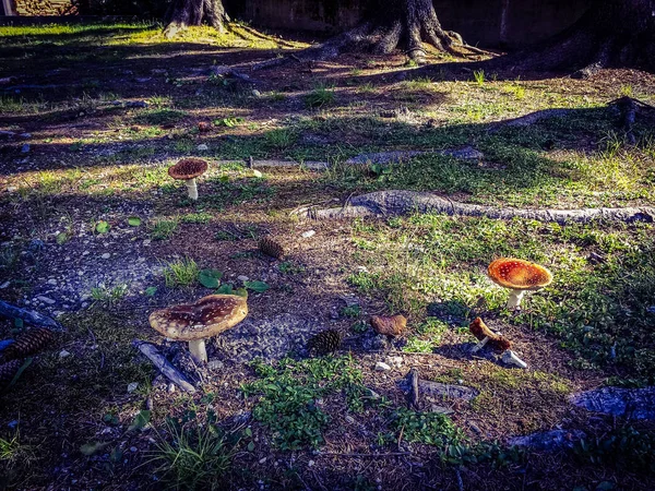 Champignons Dans Les Alpes Vallée Gressoney Est Située Dans Vallée — Photo