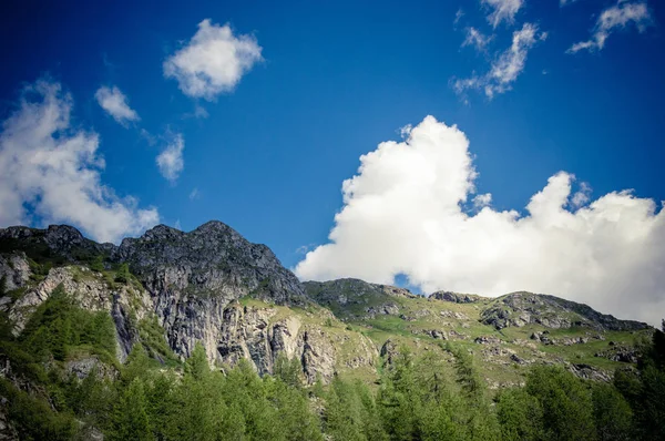 Krásný Les Alpském Údolí Gressoney Poblíž Monte Rosa Aosta Valley — Stock fotografie