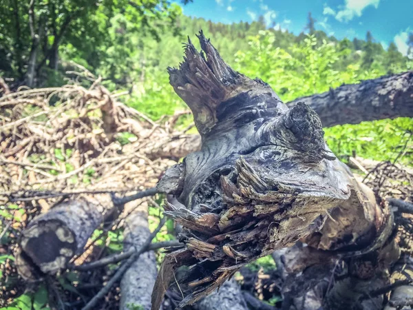 Wald Den Alpen Das Gressoney Tal Liegt Aostatal Norditalien Wird — Stockfoto