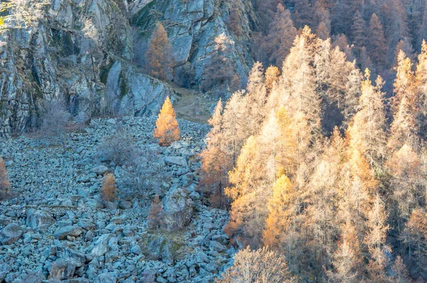 Krásný Les Alpském Údolí Gressoney Poblíž Monte Rosa Aosta Valley — Stock fotografie