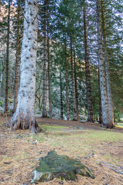 Beautiful forest in the alpine valley of Gressoney near Monte Rosa, Aosta Valley, northern Italy. Gressoney Valley is situated in the Aosta Valley, in northern Italy. It is marked by Lys river whose source is the glacier of Monte Rosa.