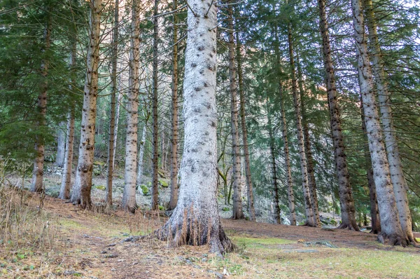 Beautiful forest in the alpine valley of Gressoney near Monte Rosa, Aosta Valley, northern Italy. Gressoney Valley is situated in the Aosta Valley, in northern Italy. It is marked by Lys river whose source is the glacier of Monte Rosa.