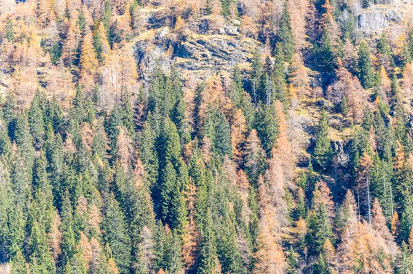 Bela Floresta Vale Alpino Gressoney Perto Monte Rosa Vale Aosta — Fotografia de Stock