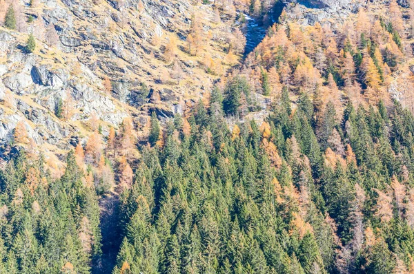 Bela Floresta Vale Alpino Gressoney Perto Monte Rosa Vale Aosta — Fotografia de Stock