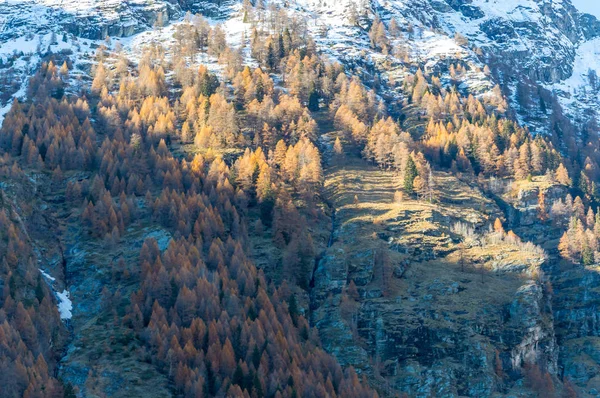 Beautiful forest in the alpine valley of Gressoney near Monte Rosa, Aosta Valley, northern Italy. Gressoney Valley is situated in the Aosta Valley, in northern Italy. It is marked by Lys river whose source is the glacier of Monte Rosa.