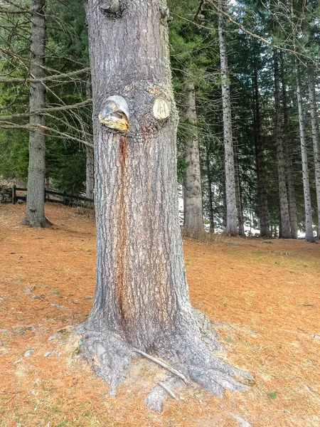 Hermoso Bosque Valle Alpino Gressoney Cerca Monte Rosa Valle Aosta — Foto de Stock