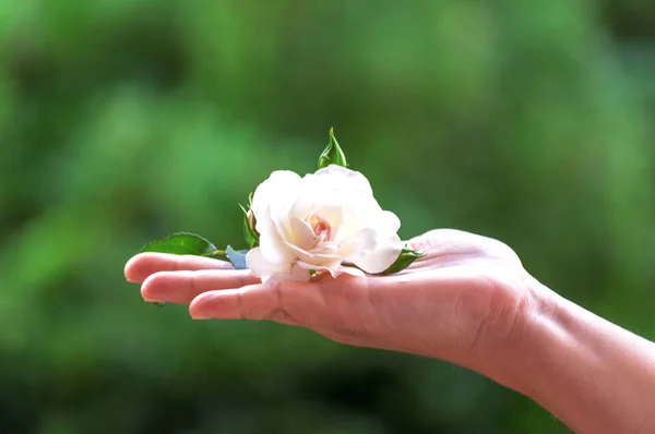 Bílý Květ Držel Ruce Zeleným Pozadím — Stock fotografie