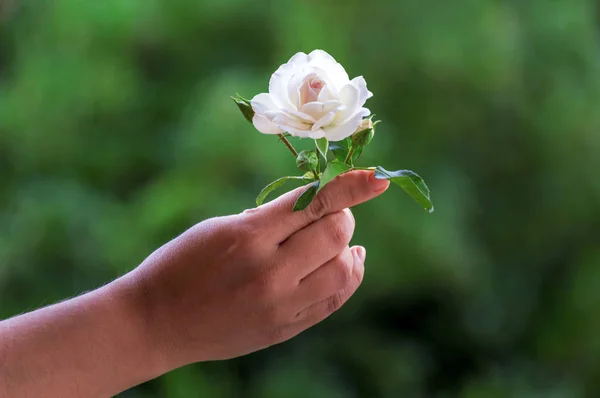 Flor Branca Realizada Mão Com Fundo Verde — Fotografia de Stock