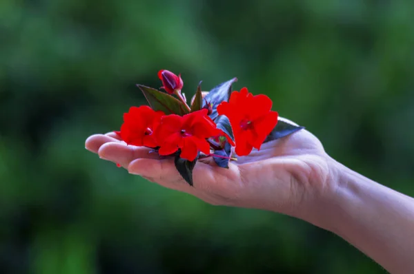 Piros Virág Kezében Tartott Zöld Háttér — Stock Fotó