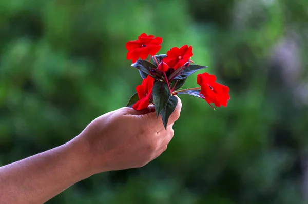 Flores Vermelhas Mão Com Fundo Verde — Fotografia de Stock