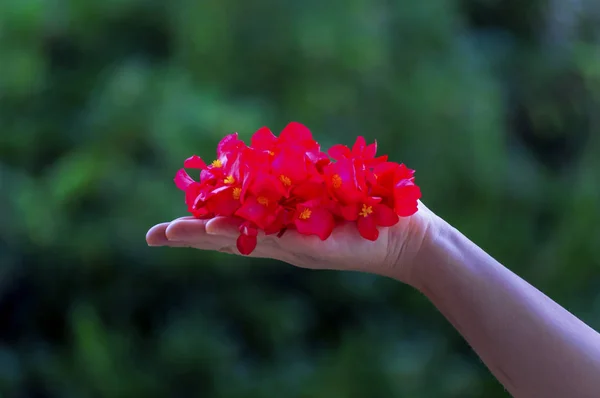 Flores Vermelhas Mão Com Fundo Verde — Fotografia de Stock