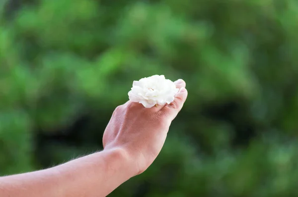 Flor Branca Realizada Mão Com Fundo Verde — Fotografia de Stock