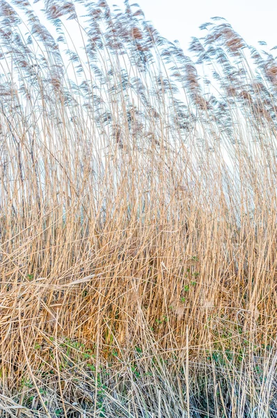 Sockerrör Snår Naturparken Ticino Floden Vintern Före Solnedgången — Stockfoto