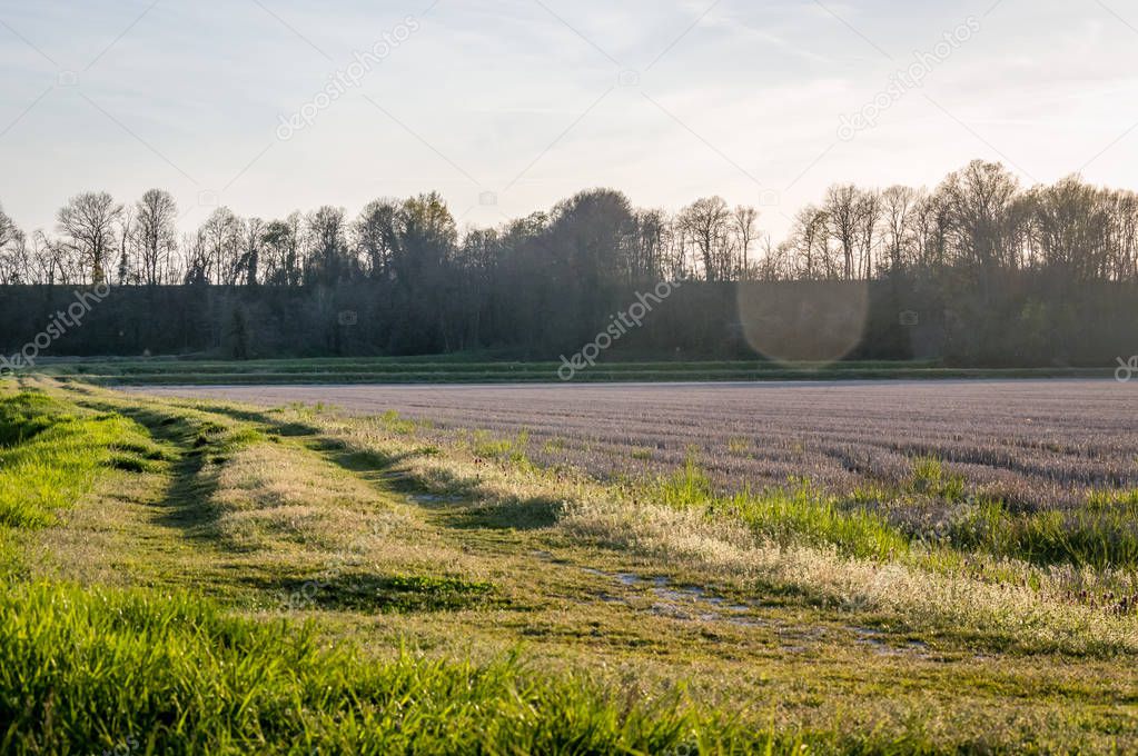 Countryside in the Ticino river natural park during winter before sunset