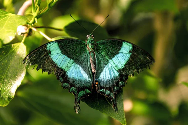 Borboleta Maravilhosa Colorida Colocada Uma Folha — Fotografia de Stock