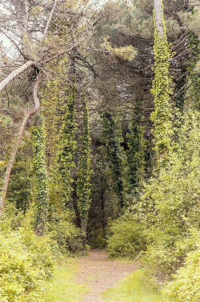 Weinig Traject Een Natuurpark Dicht Bij Kust Van Adriatische Zee — Stockfoto