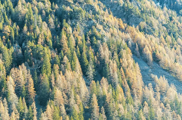 Vista Panorâmica Uma Floresta Cênica Outono — Fotografia de Stock