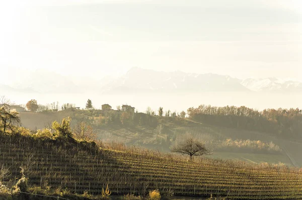 Festői Kilátással Frissen Betakarított Szőlő Mezők Őszén Barolo Völgyben — Stock Fotó