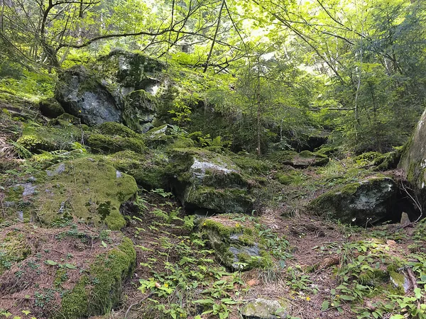 Weergave Van Ondergroei Van Het Bos Een Bos Gressoney Vallei — Stockfoto