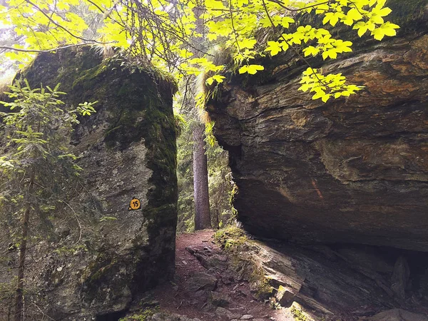 Chemin Randonnée Dans Bois Des Alpes Été — Photo