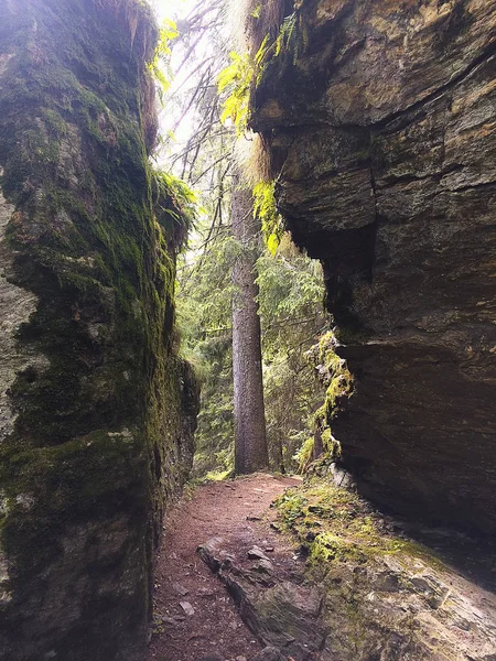 Chemin Randonnée Dans Bois Des Alpes Été — Photo