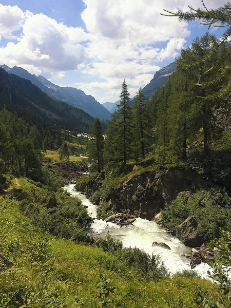 Rilassante Ruscello Bosco Nelle Alpi Estate — Foto Stock