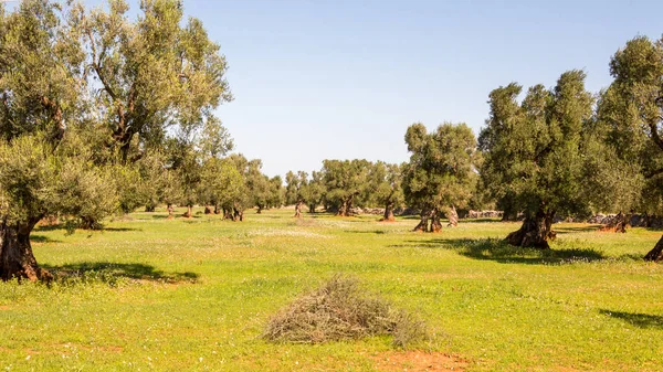 Olívaolaj Fák Ostuni Salento Adriai Tenger Vidéken — Stock Fotó