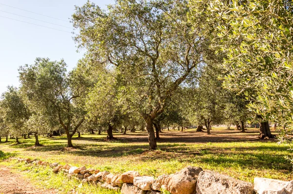 Gajów Oliwnych Miejscowości Ostuni Salento Nad Morzem Adriatyckim — Zdjęcie stockowe