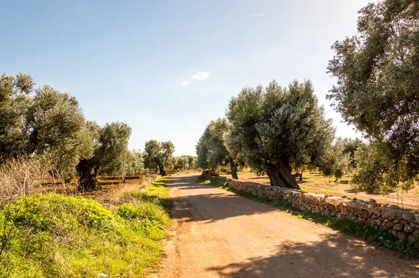 Oliviers Dans Campagne Ostuni Dans Salento Sur Mer Adriatique — Photo