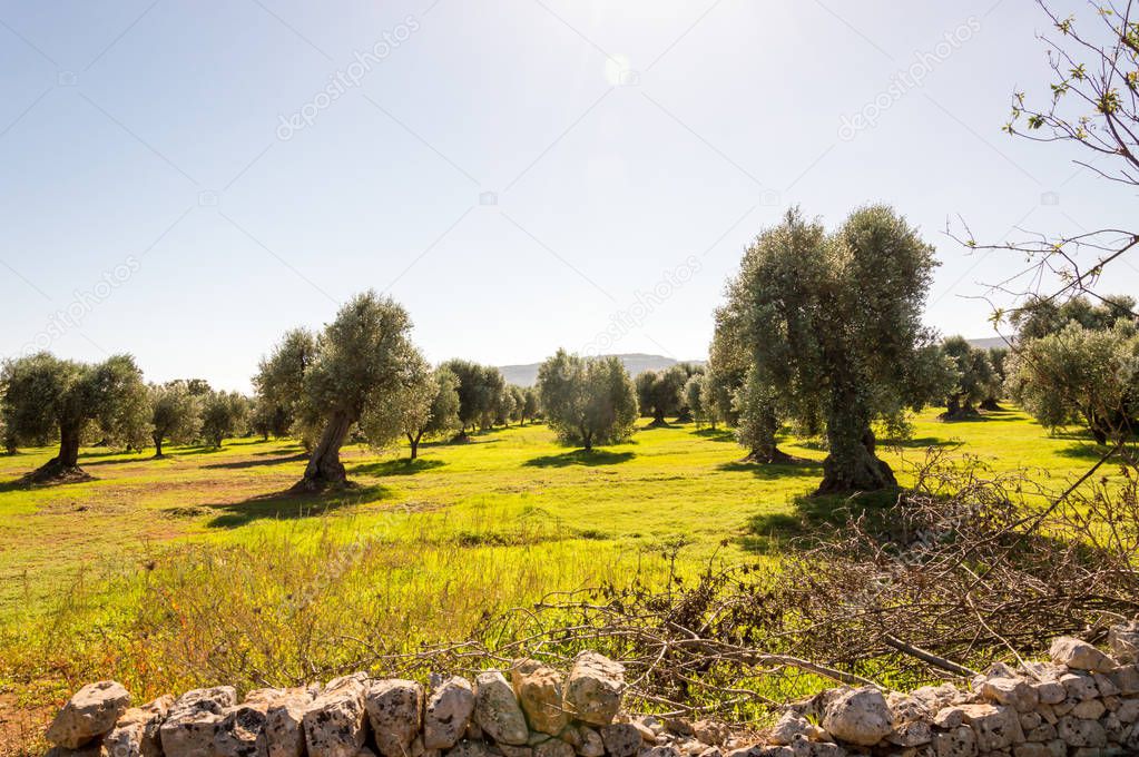 Olive trees in the countryside of Ostuni in Salento on the Adriatic sea
