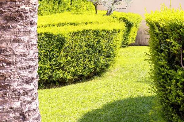 Bushes with green leaves in a mediterranean garden